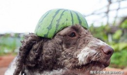 外国吃瓜的狗,趣味横生的跨文化现象解析