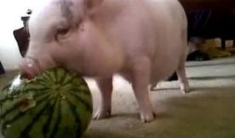 黄猪吃瓜,揭秘网络热词背后的趣味与思考